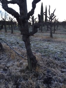 Frost covered ground