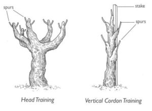Head trained & vertical cordon
