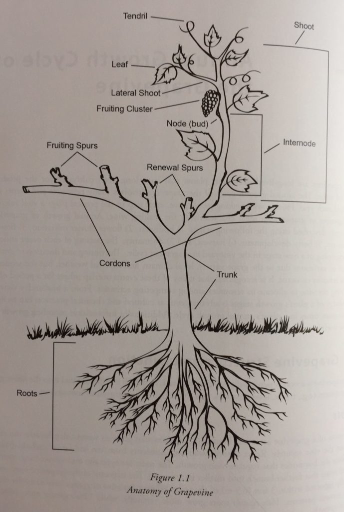 Anatomy of a vine