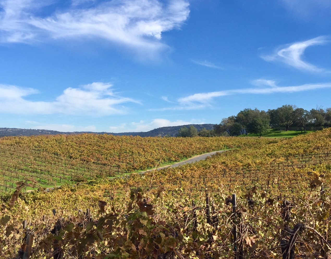 Autumn vines