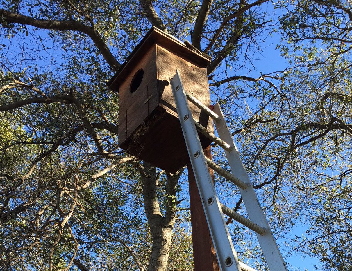 Owlbox