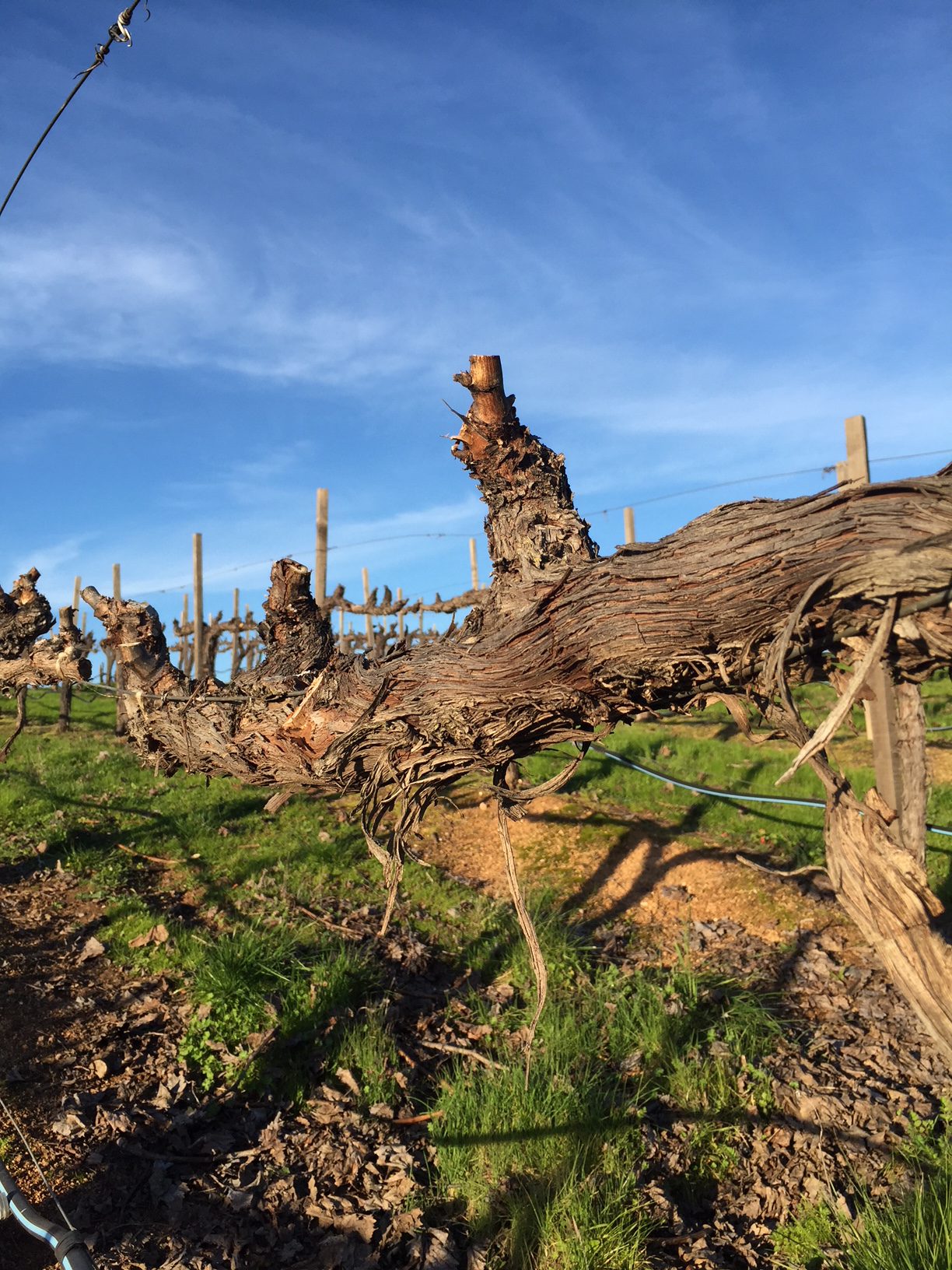 Winter vines