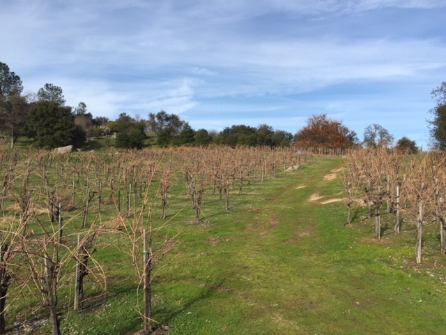 Winter in the vineyard