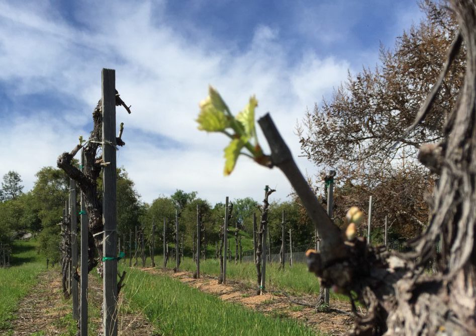 Petit Verdot bud