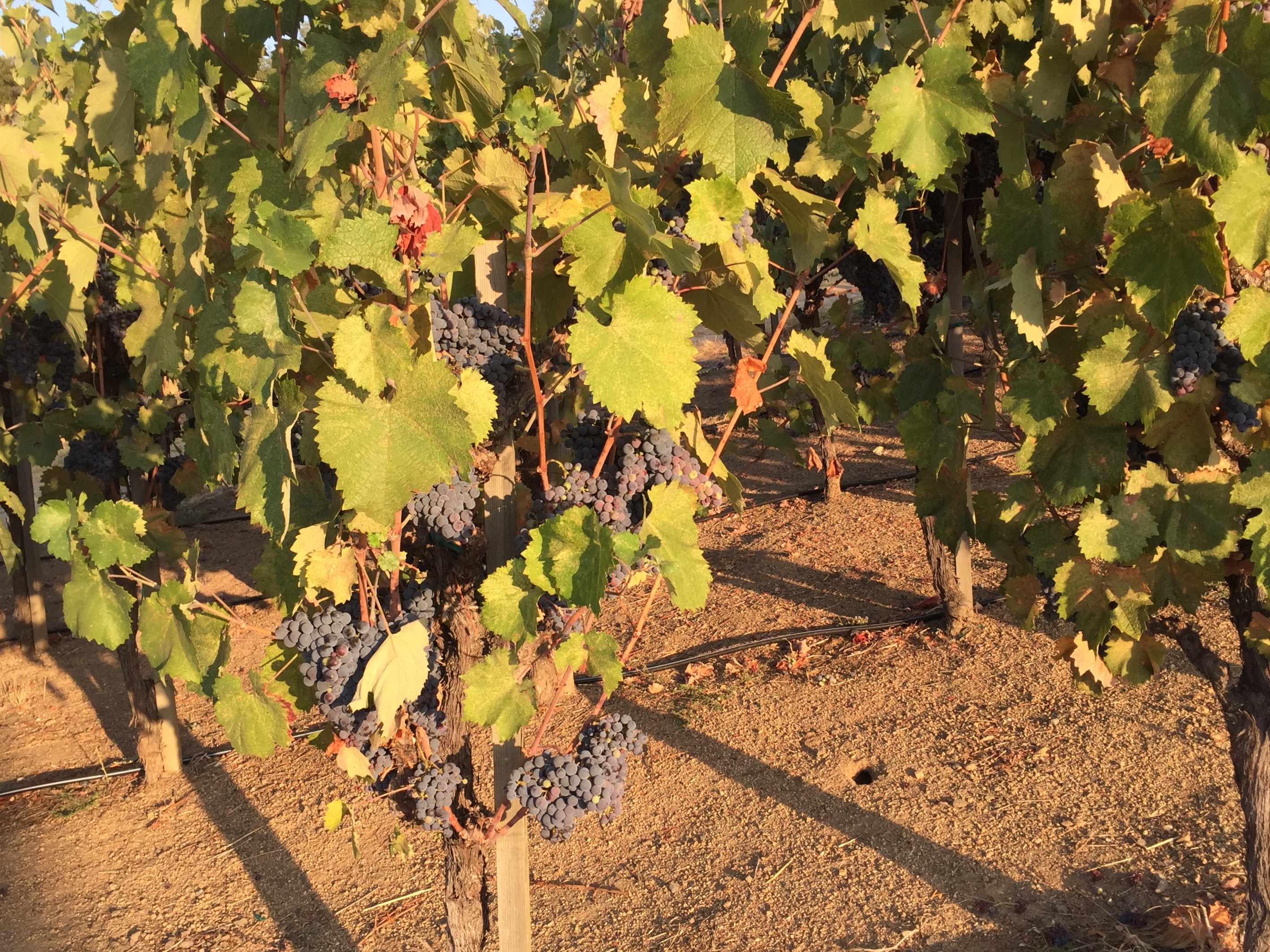 Mourvedre vines