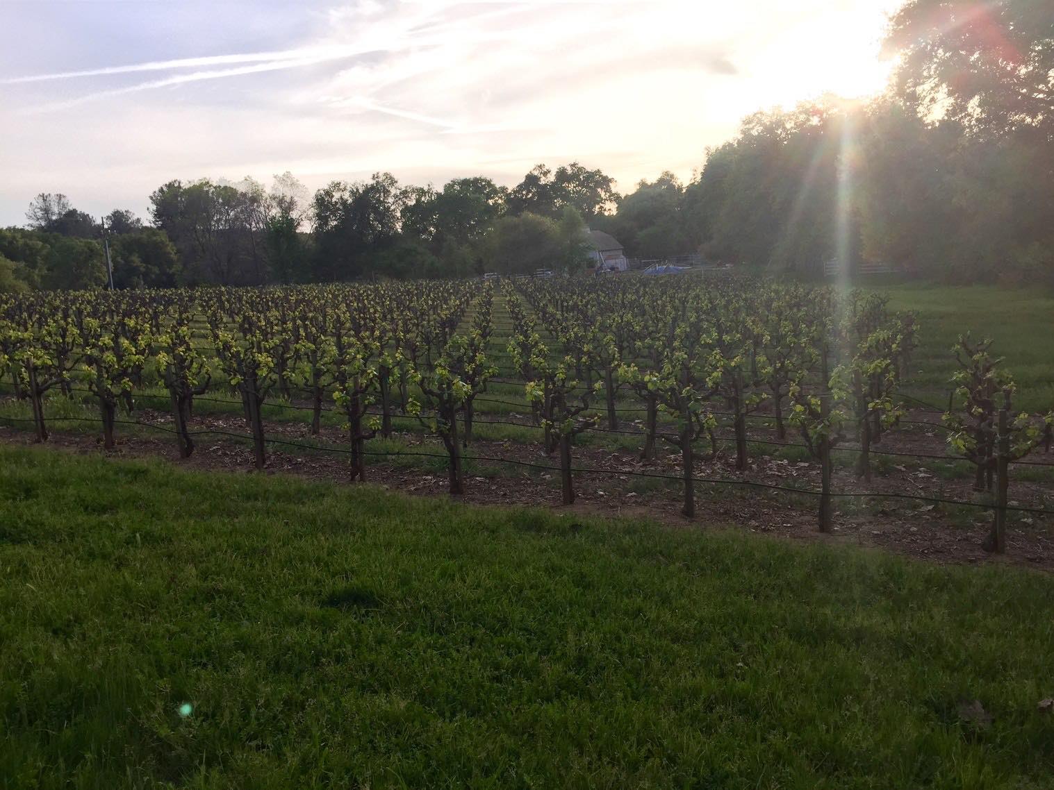 Spring vines