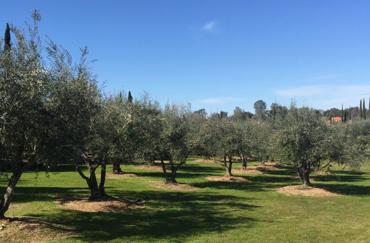 Olive Grove