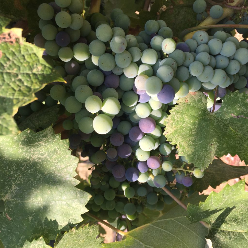 Mourvedre véraison 2018