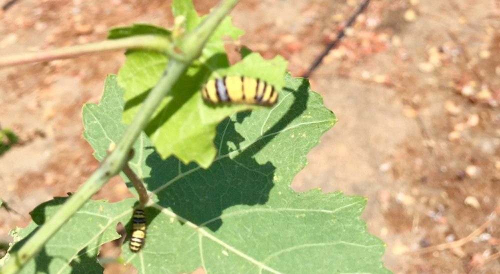 Western Grape Leaf Skeletonizer
