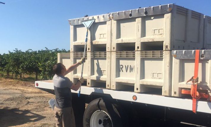 Grape transport