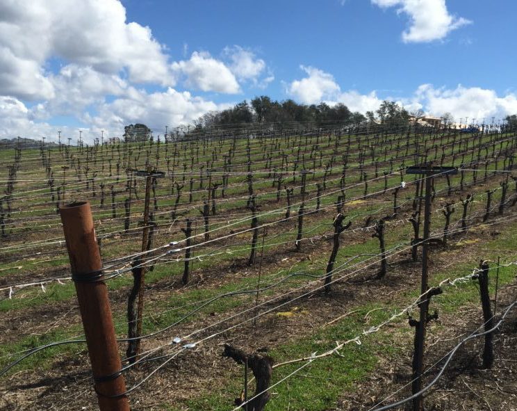 Vineyard Trellis
