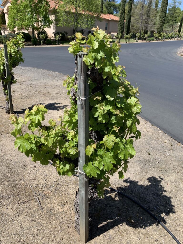 Vine before suckering